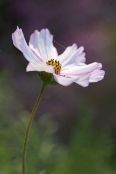 Cosmos bipinnatus