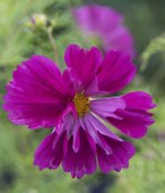 Cosmos bipinnatus 'Fizzy Purple'