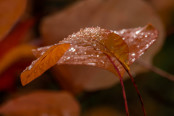 Bedecked with jewels