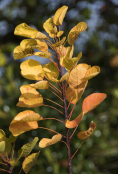 Cotinus coggyria 'Golden Spirit'