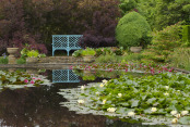 Reflections in a Lily Pond