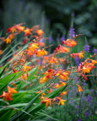 Crocosmia