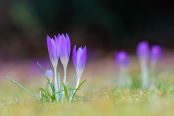 Naturalised Crocuses