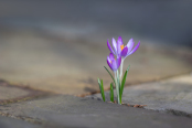 Self-seeding Crocus