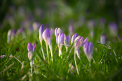 Crocus 