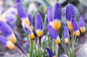 Crocus sieberi subsp. sublimis f. tricolor