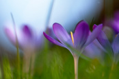 Crocus tommasini Barr's Purple