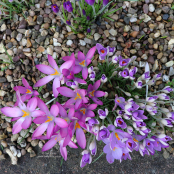 Crocus tommasinianus