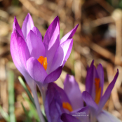 Crocus tommasinianus