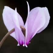 Cyclamen hederifolium