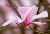Magnolia Magic