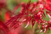 Acer Palmatum Dissectum Atropurpureum