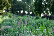 Lupins in the Redwood Border