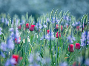 Tulips and Camassias