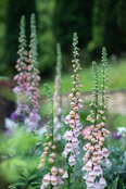 Digitalis purpurea 'Sutton's Apricot'