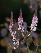 Lunaria and Linaria