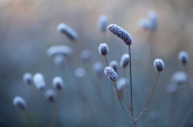 Sanguisorba 'Cangshan Cranberry'