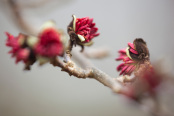 Parrotia persica