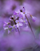 Cardamine quinquefolia