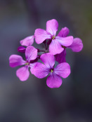 Lunaria 'Chedglow'