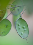 Lunaria 'Chedglow' seedpods