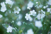 Omphalodes linifolia