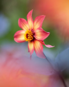 Dahlia 'Schipper’s Bronze'