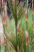 Rhodocoma capensis