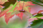 Acer samaras Autumn