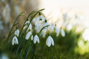 Galanthus 'Magnet'