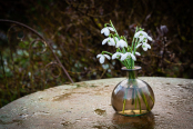 Somerset snowdrops