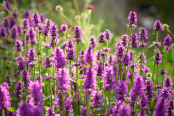 Betonica officinalis 'Hummelo' on a July evening