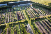 Summer evening at the flower farm