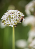 Autumn allium