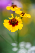 Coreopsis tinctoria in August