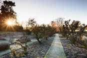 Apple avenue sunrise