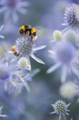 Eryngium planum 'Blaukappe' buzzing!