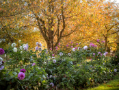 Autumn Tree with Dahlias