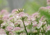 Astrantia