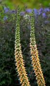 Digitalis ferruginea