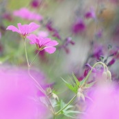 Geranium & Salvia