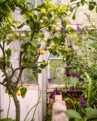 Lemon tree in greenhouse