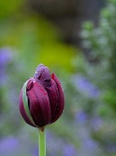 Tulip in the Rain