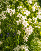 Backlit dogwood