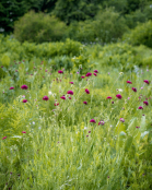 Knautia meadow