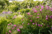 Cistus border