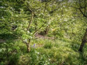Orchard Tapestry