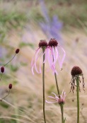 Echinacea pallida