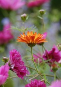 Calendula 'Indian Prince' admidst Cosmos 'Double Click Cranberries' 