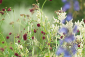 Sanguisorba officinalis with Delphiniums